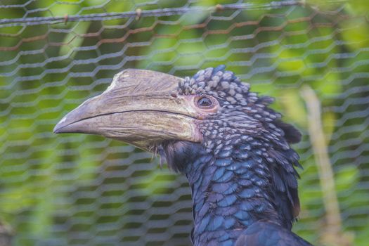 The Silvery-cheeked Hornbill (Bycanistes brevis) is a large bird with a very large creamy casque on the beak. Silvery-cheeked Hornbills are residents of the tall evergreen forests of East Africa from Ethiopia to South Africa.