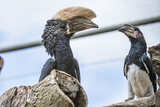 The Silvery-cheeked Hornbill (Bycanistes brevis) is a large bird with a very large creamy casque on the beak. Silvery-cheeked Hornbills are residents of the tall evergreen forests of East Africa from Ethiopia to South Africa.