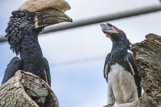 The Silvery-cheeked Hornbill (Bycanistes brevis) is a large bird with a very large creamy casque on the beak. Silvery-cheeked Hornbills are residents of the tall evergreen forests of East Africa from Ethiopia to South Africa. 