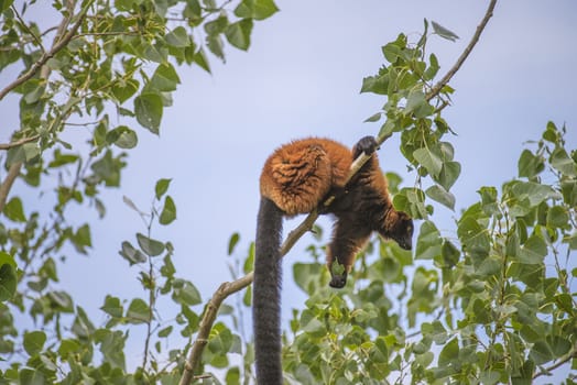 Red ruffed Lemur (Varecia rubra) is a clade consisting of approximately 50 species of primates in the group half-apes.  Like all lemurs, it is native to Madagascar and occurs only in the rainforests of Masoala, in the northeast of the island. Photo is shot 27/07/2013.