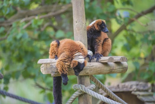 Red ruffed Lemur (Varecia rubra) is a clade consisting of approximately 50 species of primates in the group half-apes.  Like all lemurs, it is native to Madagascar and occurs only in the rainforests of Masoala, in the northeast of the island. Photo is shot 27/07/2013.