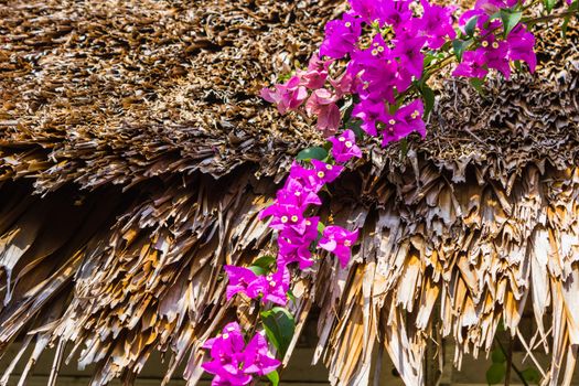 Arch of purple flowers in the garden in Thailand