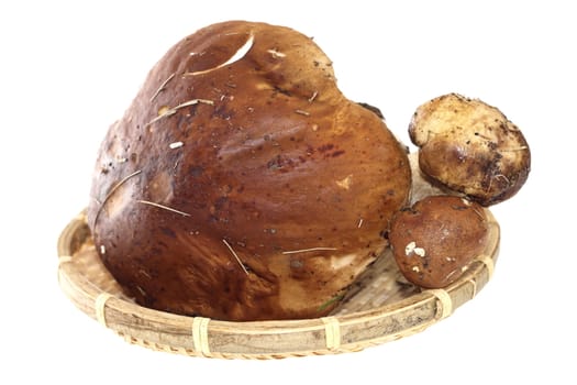 bunch of boletus edulis in wattle old basket isolated on white background