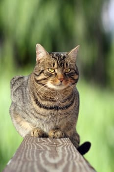 beautiful striped cat relaxing on the fence over green background