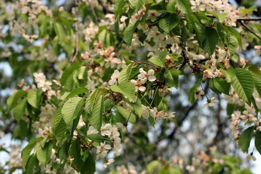 cherry flowers up on the tree  in april