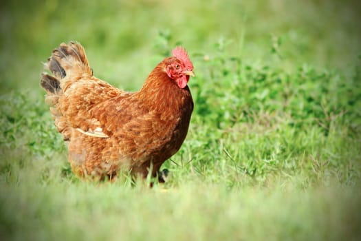 colorful hen walking tranquil on green meadow