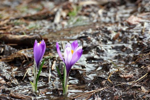 purple wild saffron (crocus sativus) growing in small water