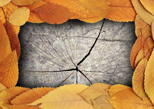 dark wooden backdrop with cherry faded foliage frame