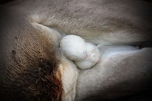 closeup of red deer ( cervus elaphus ) testicles on a dead hunted animal