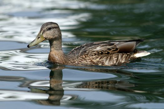 female mallard duck on water in beautiful contrast pf evening light