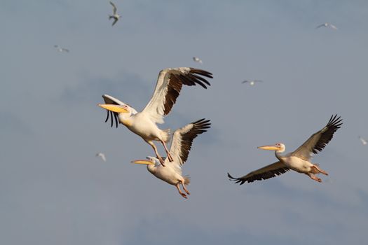 three great pelicans ( pelecanus onocrotalus ) flying over the sky