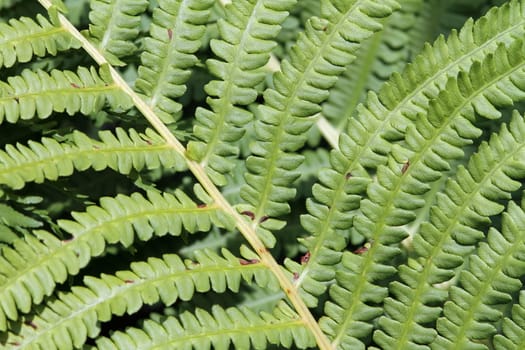 close up of green bracken textured foliage