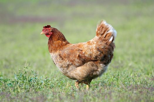 hen walking alone in the garden on green grass