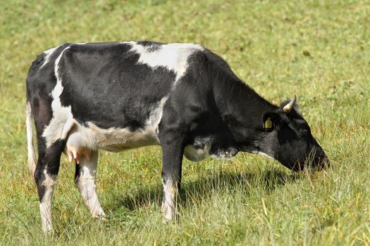 holstein cow grazing on meadow in the farm enclosure