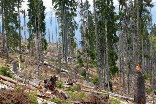 image after deforestation, only some spruce trees are left