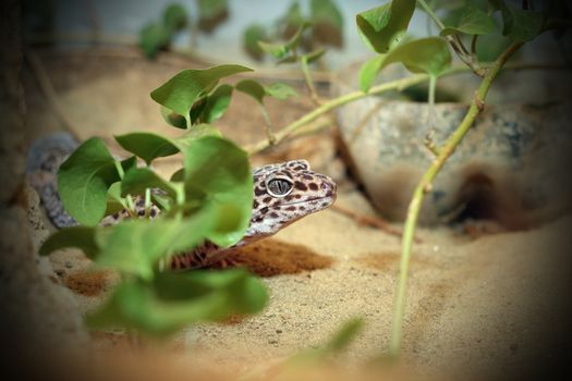 leopard gekko lizard hiding on a terrarium
