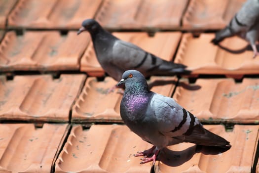 male pigeon standing  on the roof tiles