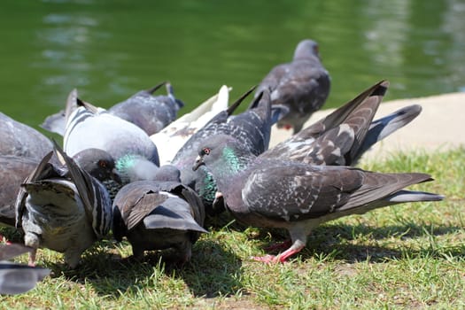 pigeons fighting for food near a lake in the park