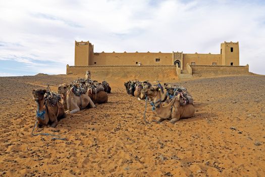 Camels in the Erg Chebbi Desert, Morocco