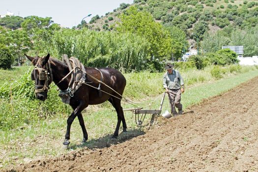 ALJEZUR, PORTUGAL 4 APRIL 2011: Farmer is ploughing the land in an old fashioned way