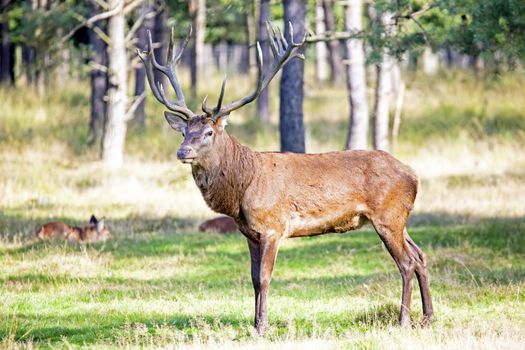 Deer in the forest