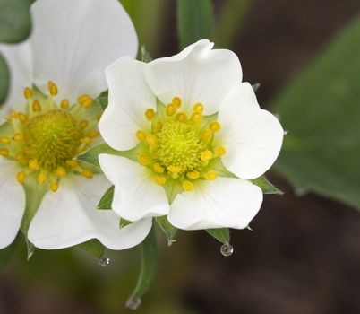 Macro of a Honeyoye Strawberry (Fragaria Ananassa) Flower in full bloom