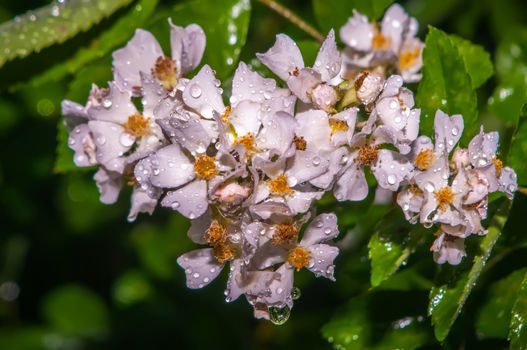 mini white roses cluster with water drops after rain