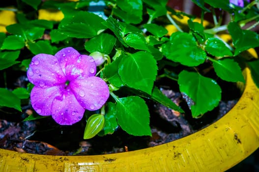home garden flowers in pot after rain