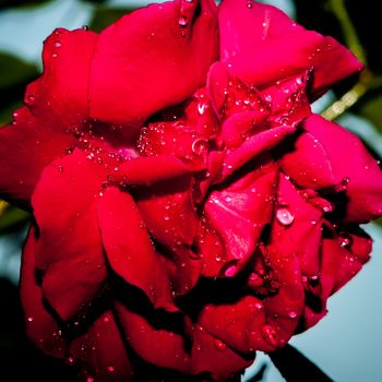 Red Rose with water drops after the rain