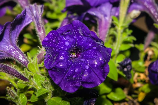 home garden flowers in pot after rain