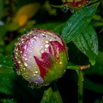 Close-up shot of a   Closed Peony flower with rain drops