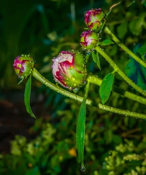 Close-up shot of a   Closed Peony flower with rain drops