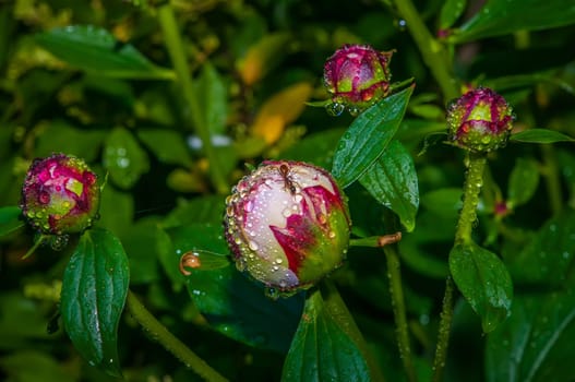 Close-up shot of a   Closed Peony flower with rain drops