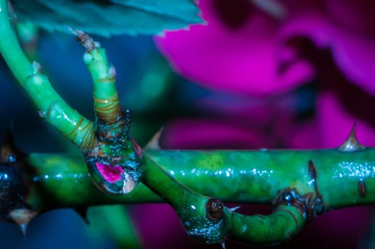 rose buds after rain with many rain drops