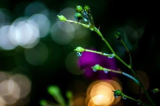 rose buds after rain with many rain drops