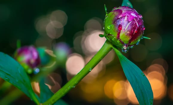 Close-up shot of a   Closed Peony flower with rain drops