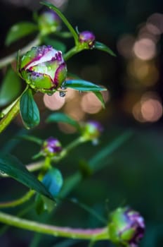 Close-up shot of a   Closed Peony flower with rain drops