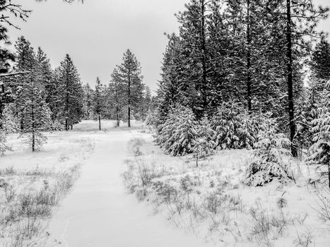 Beautiful winter panorama with snow covered trees