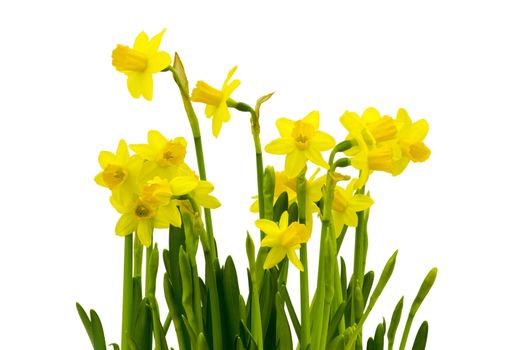 Yellow daffodils isolated on white