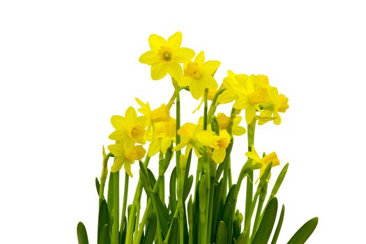 Yellow daffodils isolated on white