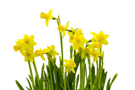 Yellow daffodils isolated on white