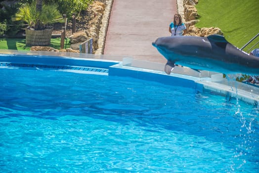 Dolphins jumping high in the air and it looks like they are flying. All the photos are shot July 25, 2013