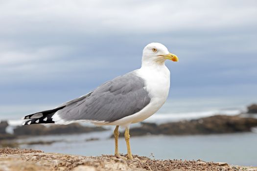 Seagull at the atlantic ocean