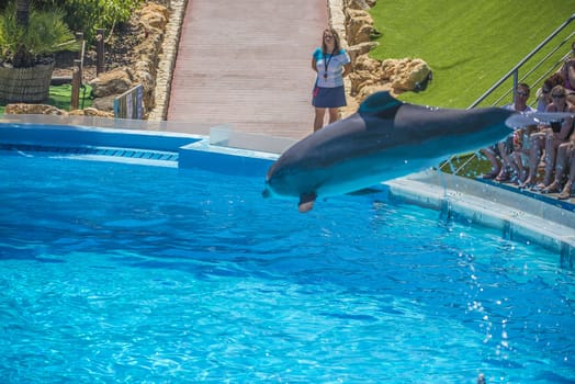 Dolphins jumping high in the air and it looks like they are flying. All the photos are shot July 25, 2013