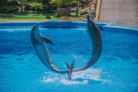 Dolphins jumping high in the air and it looks like they are flying. All the photos are shot July 25, 2013