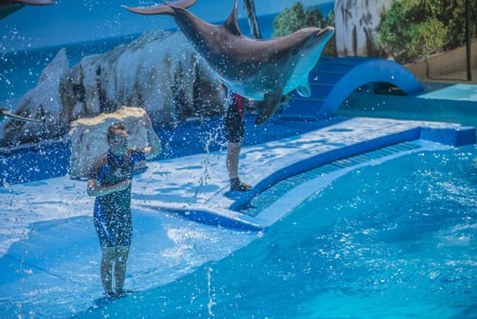 Dolphins jumping high in the air and it looks like they are flying. All the photos are shot July 25, 2013