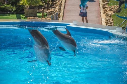 Dolphins jumping high in the air and it looks like they are flying. All the photos are shot July 25, 2013