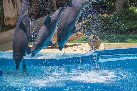 Dolphins jumping high in the air and it looks like they are flying. All the photos are shot July 25, 2013