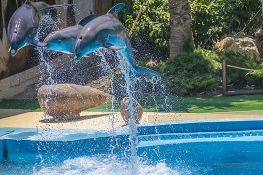 Dolphins jumping high in the air and it looks like they are flying. All the photos are shot July 25, 2013