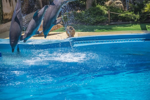 Dolphins jumping high in the air and it looks like they are flying. All the photos are shot July 25, 2013